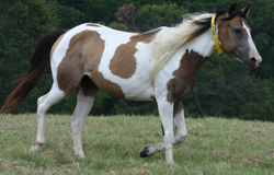Fanceyflit in the Money