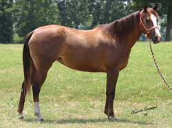 Quarter horse mares