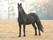 friesian mares