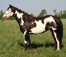 double homozygous paint mares