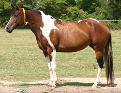 Juan Codys Lady Hawke