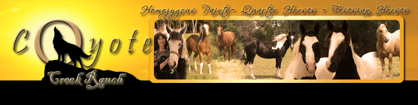 Coyote Creek Ranch Homozygous Paint horses for sale texas