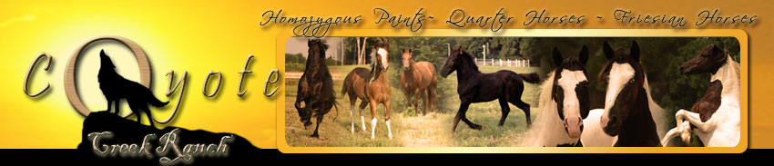 Paint+horses+for+sale+in+texas