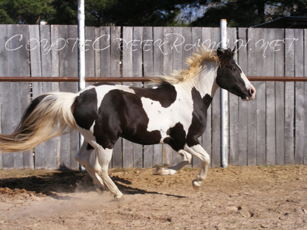 Chicos Bartime Cowboy