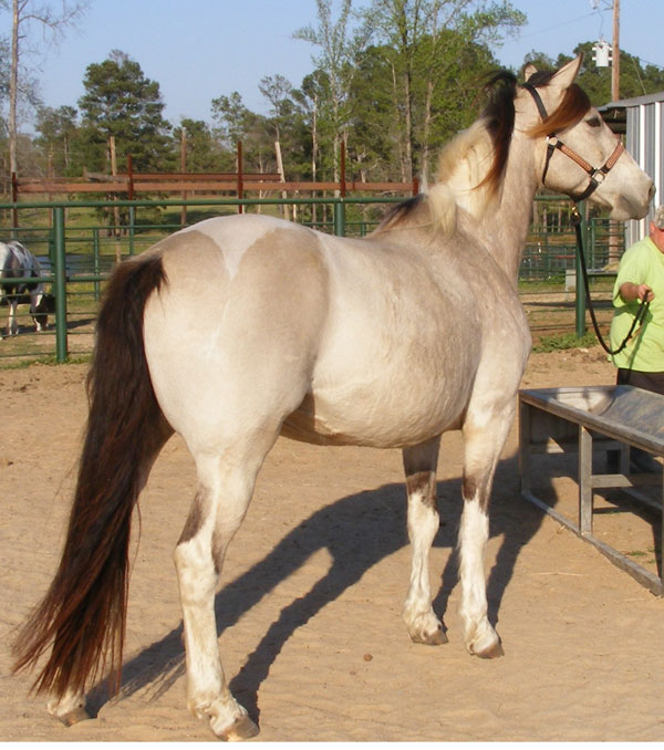 Colonels Lady Sierra